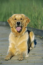 Golden Retriever (Canis familiaris) alert dog on marsh boardwalk