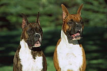 Boxer (Canis familiaris) portrait of pair
