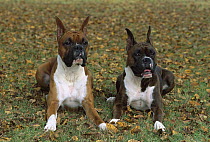 Boxer (Canis familiaris) pair laying in grass, fall