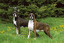 Boxers (Canis familiaris) pair standing in grass