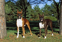 Boxers (Canis familiaris) pair standing at attention