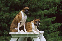 Boxer (Canis familiaris) pair on picnic table