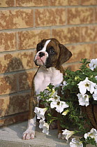 Boxer (Canis familiaris) brindle puppy behind flower pot