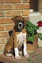 Boxer (Canis familiaris) fawn puppy next to flower pot