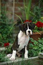 Boxer (Canis familiaris) brindle puppy in garden