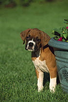 Boxer (Canis familiaris) fawn puppy hiding behind flower pot