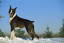 Boxer (Canis familiaris) brindle standing in snow