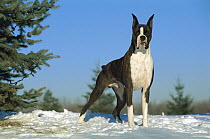 Boxer (Canis familiaris) brindle adult standing in snow
