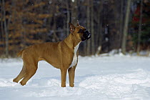 Boxer (Canis familiaris) fawn adult standing in snow