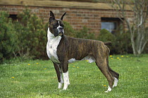 Boxer (Canis familiaris) brindle male standing in grass