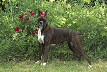 Boxer (Canis familiaris) brindle male standing in grass