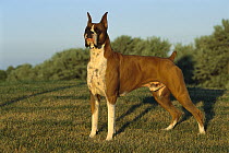 Boxer (Canis familiaris) alert fawn male