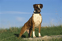 Boxer (Canis familiaris) fawn female with natural ears