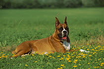 Boxer (Canis familiaris) fawn adult lying down