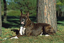 Boxer (Canis familiaris) brindle male laying down