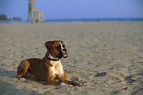 Boxer (Canis familiaris) fawn adult laying in sand at beach, natural ears
