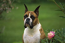 Boxer (Canis familiaris) brindle, portrait