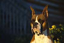 Boxer (Canis familiaris) fawn colored adult, portrait