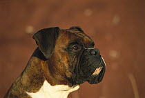 Boxer (Canis familiaris) portrait natural ears