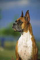 Boxer (Canis familiaris) portrait of a fawn adult