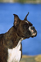 Boxer (Canis familiaris) portrait of brindle adult