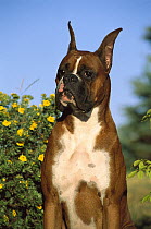 Boxer (Canis familiaris) portrait of fawn adult