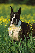 Boxer (Canis familiaris) brindle in meadow