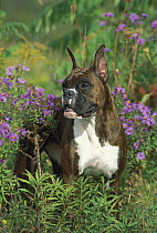 Boxer (Canis familiaris) brindle in field of flowers