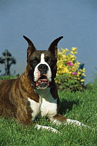 Boxer (Canis familiaris) brindle adult