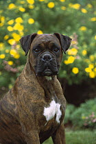 Boxer (Canis familiaris) brindle with black mask and natural ears