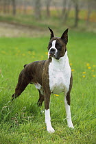 Boxer (Canis familiaris) brindle, flashy male standing in grass