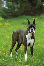 Boxer (Canis familiaris) brindle female standing in grass