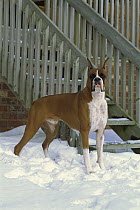 Boxer (Canis familiaris) alert fawn male standing in snow
