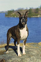 Boxer (Canis familiaris) brindle standing near waters edge