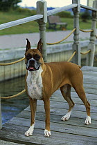 Boxer (Canis familiaris) older female standing on bridge