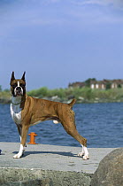 Boxer (Canis familiaris) male standing on boat ramp