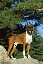 Boxer (Canis familiaris) fawn male