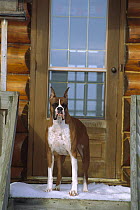 Boxer (Canis familiaris) standing at door waiting to get out of snow