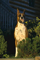 Boxer (Canis familiaris) fawn behind bushes