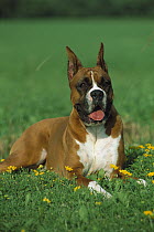 Boxer (Canis familiaris) fawn laying in grass