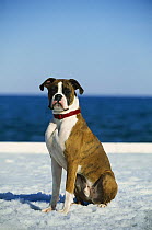 Boxer (Canis familiaris) young male sitting in snow