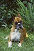 Elderly Boxer (Canis familiaris) older fawn with graying mask laying in grass