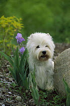 West Highland White Terrier (Canis familiaris) sitting between rock and an iris