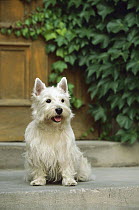 West Highland White Terrier (Canis familiaris) sitting on step