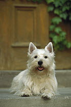 West Highland White Terrier (Canis familiaris) laying on step