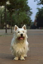 West Highland White Terrier (Canis familiaris) standing on brick road panting