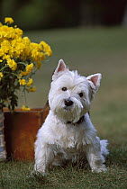 West Highland White Terrier (Canis familiaris) sitting in grass with curious head-tilt