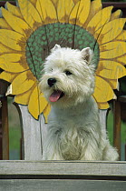 West Highland White Terrier (Canis familiaris) sitting