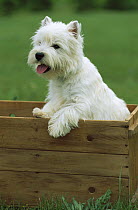 West Highland White Terrier (Canis familiaris) in wooden box