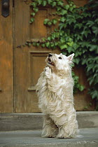 West Highland White Terrier (Canis familiaris) standing on hind legs